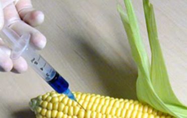 A kormány mindent megtesz a génmódosított kukorica termesztése ellen